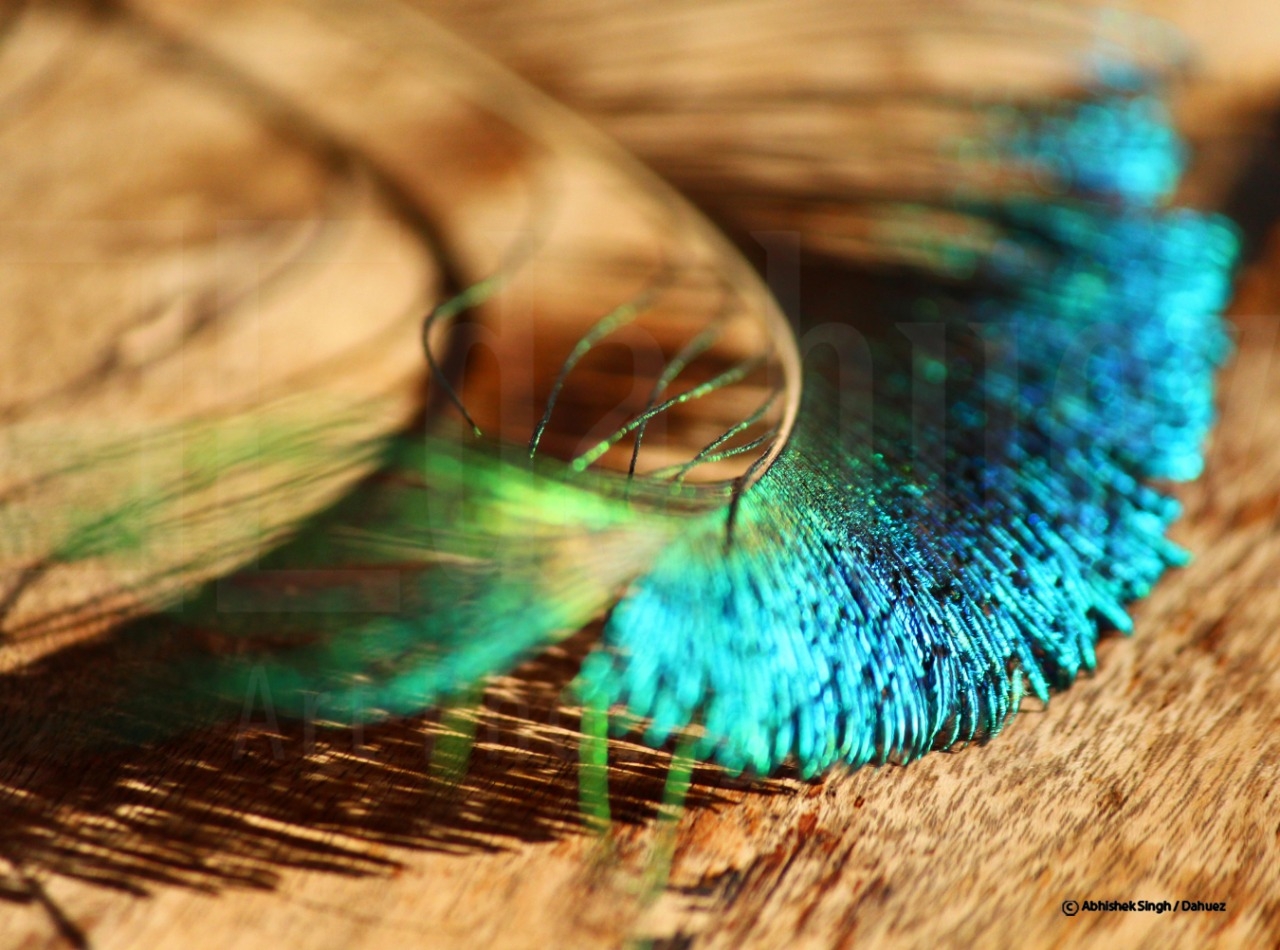 Peocock Feather